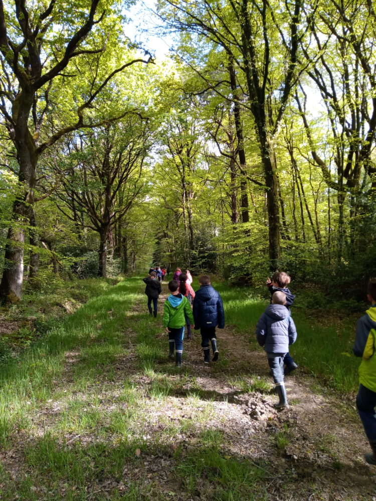 Dans la forêt de la Hunaudaye…