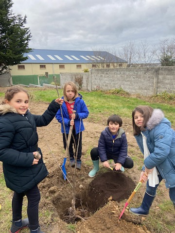 Les élèves plantent 31 arbres fruitiers